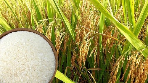 Lúa, gạo ở ĐBSCL cùng tăng giá vào cuối vụ